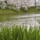 菖蒲(ショウブ)の花言葉・育て方|見頃の季節や開花時期は? 菖蒲