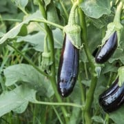 オカヒジキの栽培 種まきの時期と方法は Horti ホルティ By Greensnap