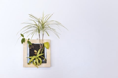 ハンギング プランター 観葉植物1