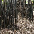 黒竹とは?育て方や鉢植えの方法は? タケ