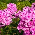フロックスの花言葉と育て方は? フロックス