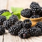 ブラックベリーとはどんな植物?花言葉や栄養、効果・効能は? キイチゴ ブラックベリー