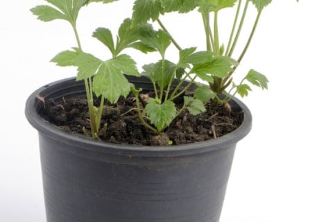 セロリの栽培。育て方のポイントや種まき、苗植えの時期と方法は? - horti 〜ホルティ〜 by GreenSnap