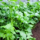 セロリの栽培|育て方のコツや種まき、苗植えの時期と方法は? セロリ 野菜栽培