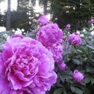 芍薬(シャクヤク)の花言葉|花の種類や時期、見頃の季節は? シャクヤク