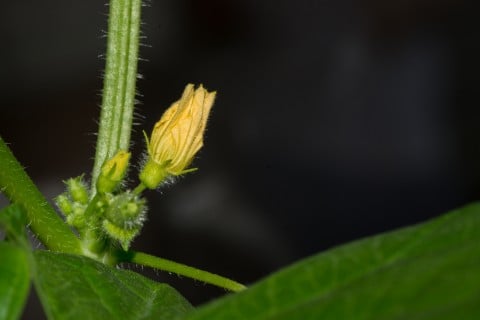 メロン 花