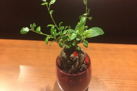 ガジュマル