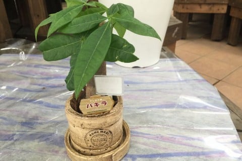 観葉植物 パキラ