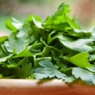 イタリアンパセリの育て方|栽培のポイントや収穫の時期・方法は? イタリアンパセリ