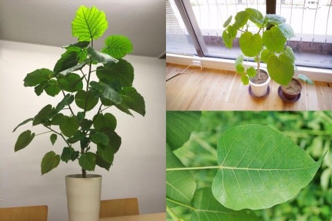 ウンベラータ 観葉植物