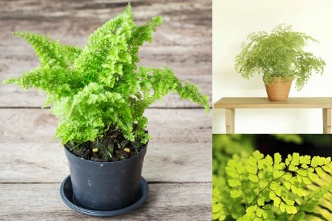 アジアンタム 観葉植物