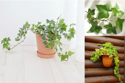 アイビー 観葉植物