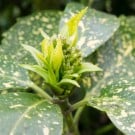 アオキ(植物)とは?育て方や花・木の特徴は? アオキ
