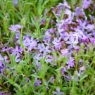 イソトマ(ローレンティア)の花言葉と育て方とは? イソトマ