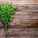 スギナの栽培方法!増えすぎたときの除草剤や駆除方法は? スギナ