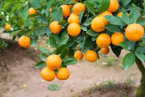 キンカン 金柑