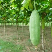 ヘチマ 糸瓜 の育て方 栽培のポイントや種まきの時期と方法は Horti ホルティ By Greensnap