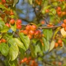 ヒメリンゴ(姫林檎)の育て方|剪定の方法や旬の時期は? リンゴ