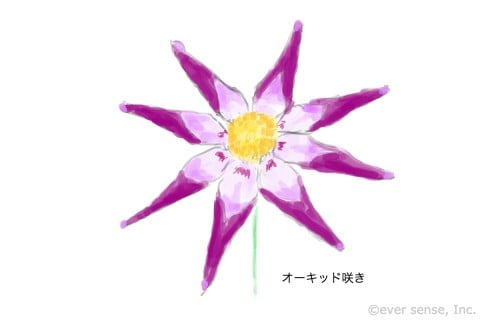ダリア オーキッド イラスト