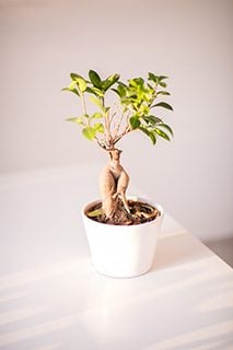 ガジュマル3