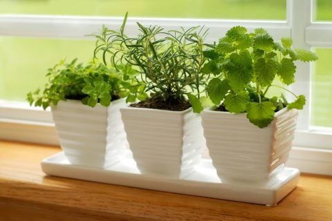 観葉植物 ハーブ 窓辺