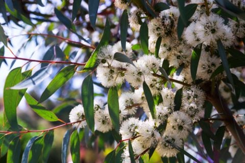 ユーカリ 観葉植物5