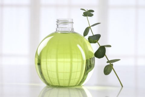 ユーカリ 観葉植物6