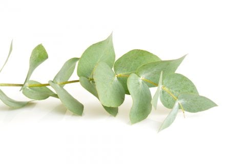 ユーカリ・グロブルス 観葉植物3