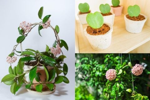 サクララン ホヤ 観葉植物