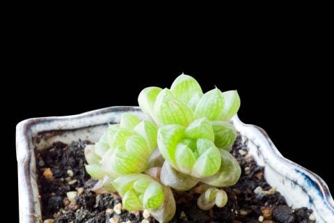 多肉植物 パキフィツム4