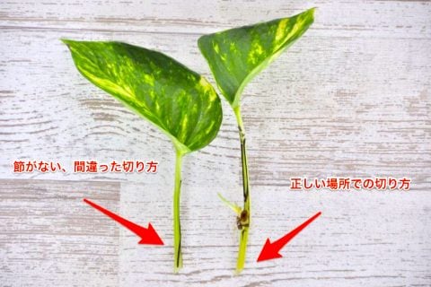 ポトス 水挿し 水栽培2