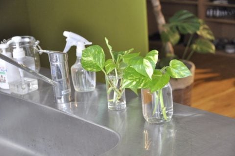ポトス 水挿し 水栽培