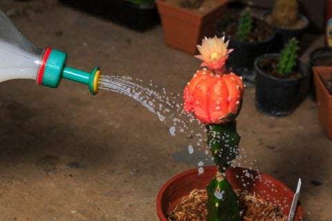 サボテン 多肉植物 水やり