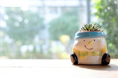 サボテン 多肉植物7