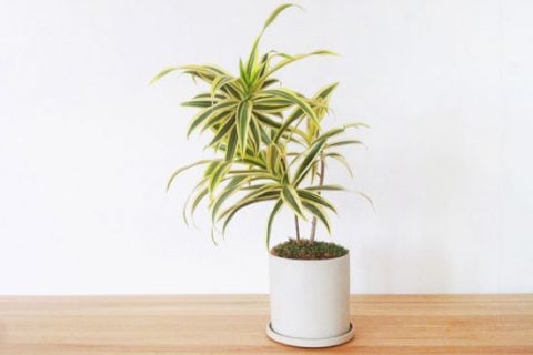 ドラセナ(幸福の木)の育て方!挿し木や植え替え、剪定の方法は? - horti 〜ホルティ〜
