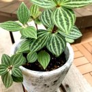 【ペペロミアの人気種類14選】風水効果や花言葉は? ペペロミア
