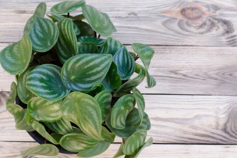 ペペロミア アルギレイヤ 鉢植え