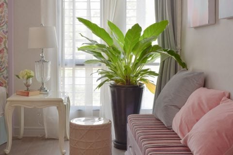 観葉植物 インテリア