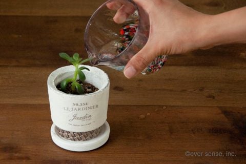 オリジナル グッズ 多肉植物 セダム 挿し木 ハサミ 植木鉢 (22)