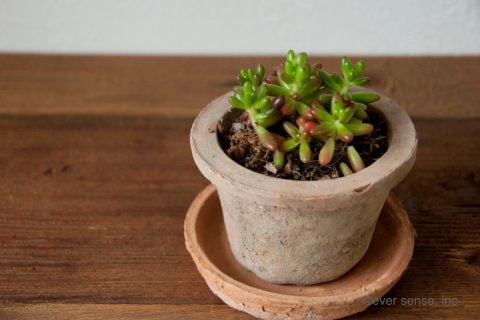オリジナル グッズ 多肉植物 セダム 挿し木 ハサミ 植木鉢 (6)