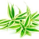 【観葉植物ドラセナの人気の種類まとめ】花言葉や風水効果の高い品種は? ドラセナ ドラセナ・コンシンネ ドラセナ・マッサンゲアナ ミリオンバンブー
