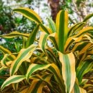 ドラセナ(幸福の木)の育て方|挿し木や植え替え、剪定の方法は? ドラセナ・コンシンネ ドラセナ・マッサンゲアナ