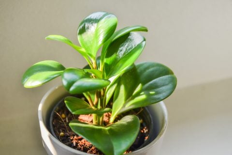 ペペロミア 多肉植物 日光