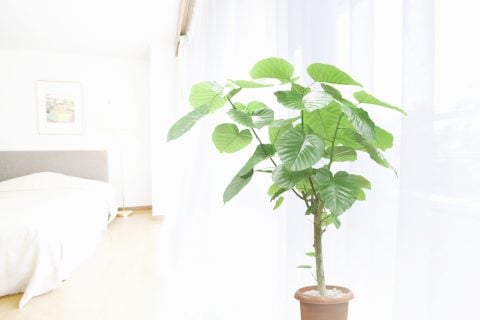 フィカス・ウンベラータ 観葉植物5