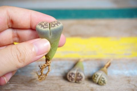 リトープス 多肉植物 サボテン6