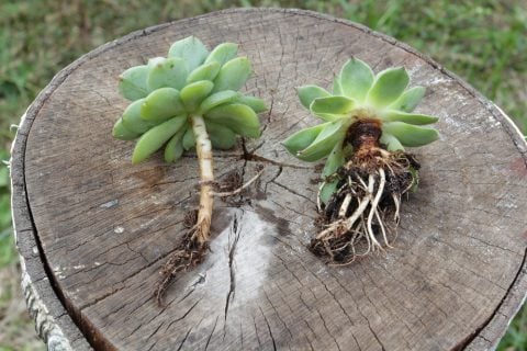 セダム 多肉植物 エケベリア