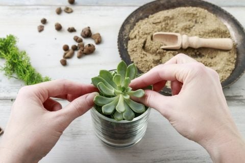 エケベリア 多肉植物9