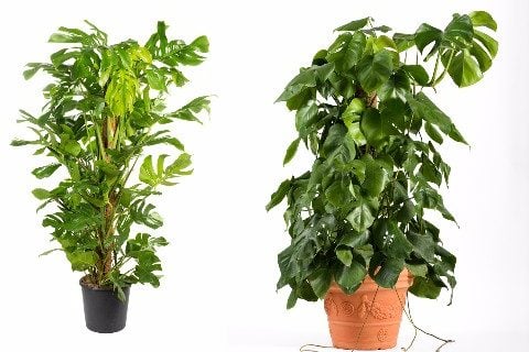 モンステラ 観葉植物