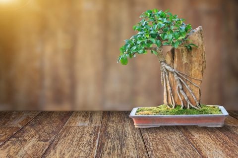 観葉植物 ガジュマル