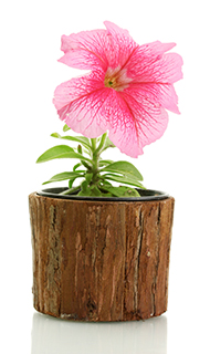 ペチュニア 植木鉢カバー